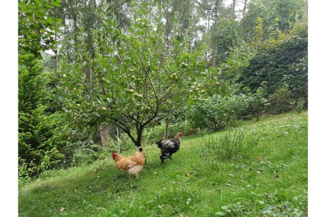 Orchard