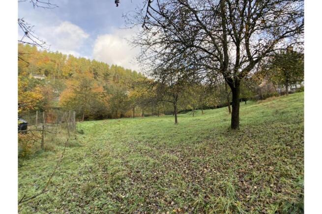 Orchard