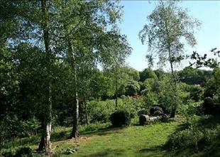 Copse