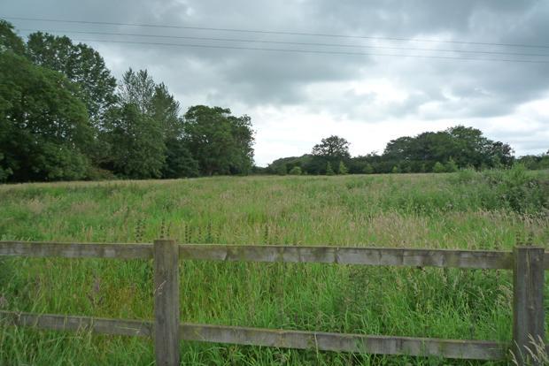 Rear Paddock