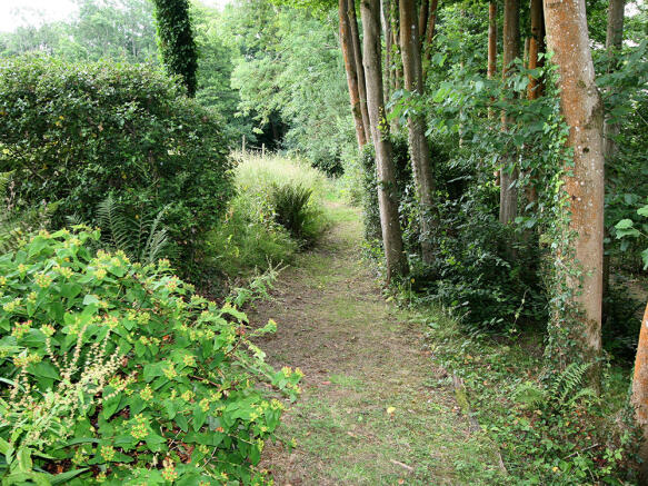 Woods 4
