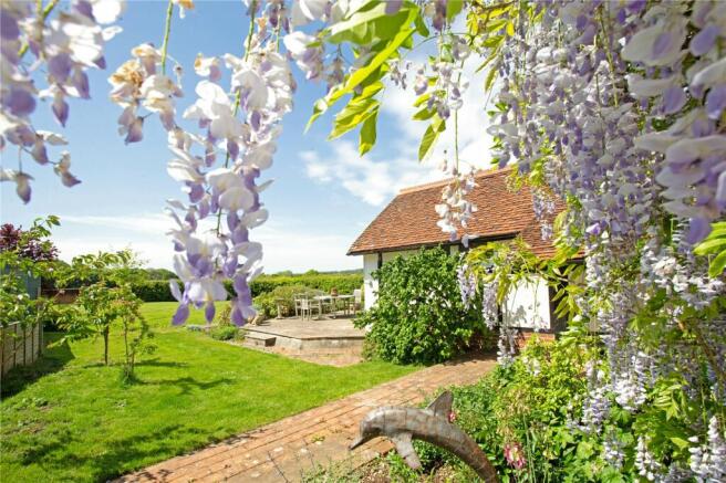 Wisteria