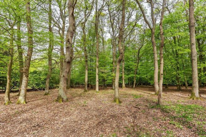 Woodland Garden