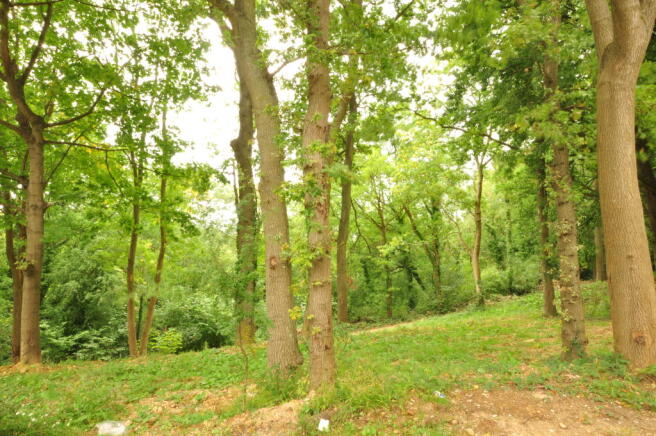 Private woodland