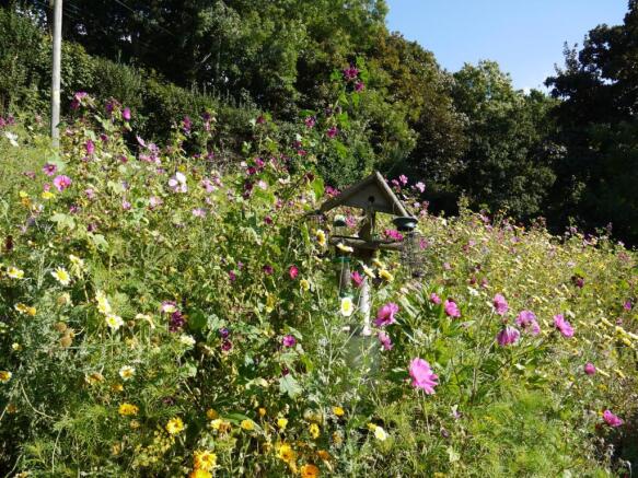 Wild Flowers