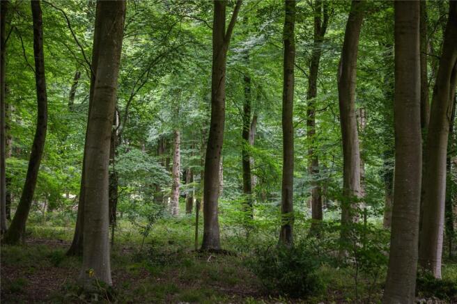 Woodland