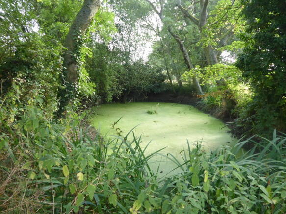 Natural Pond