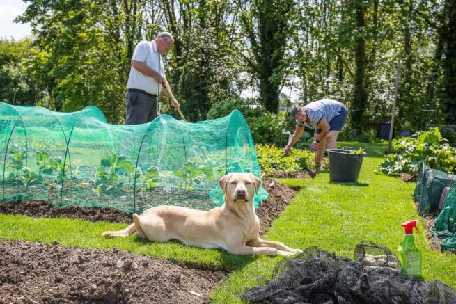 Allotments .jpg