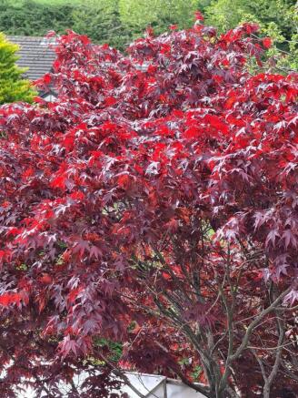 Acer 2.jpg