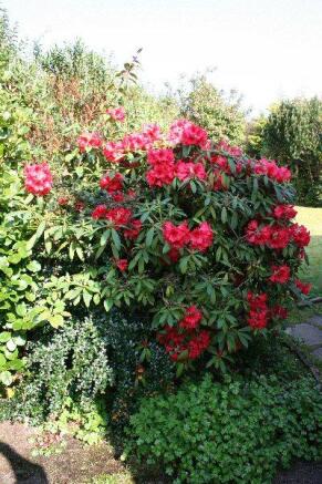 garden shrubs