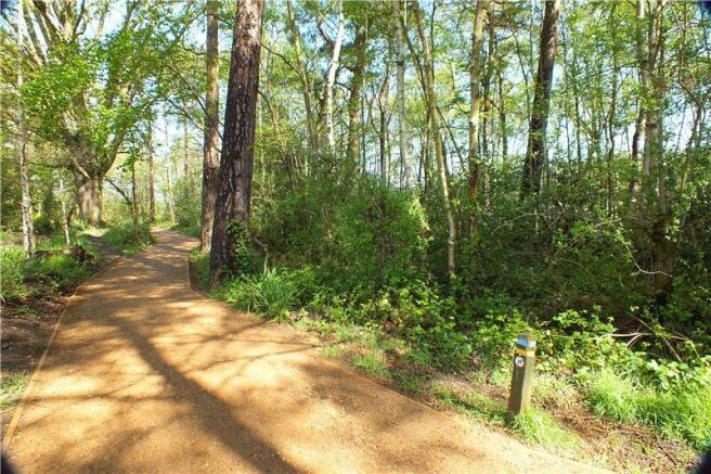 Adjacent Woodland