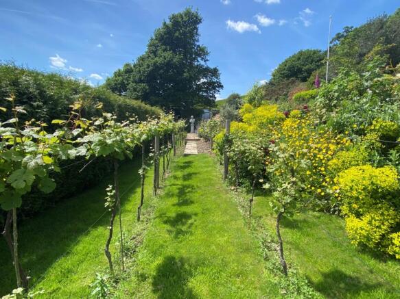 9809 re  vines grassed