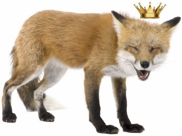 Fox