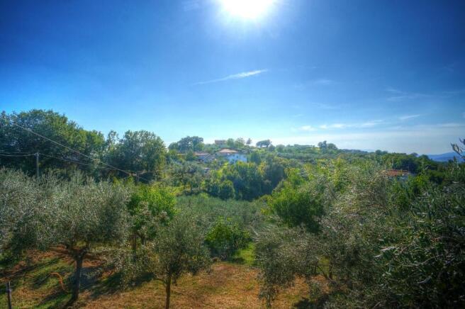 Olive groves & view