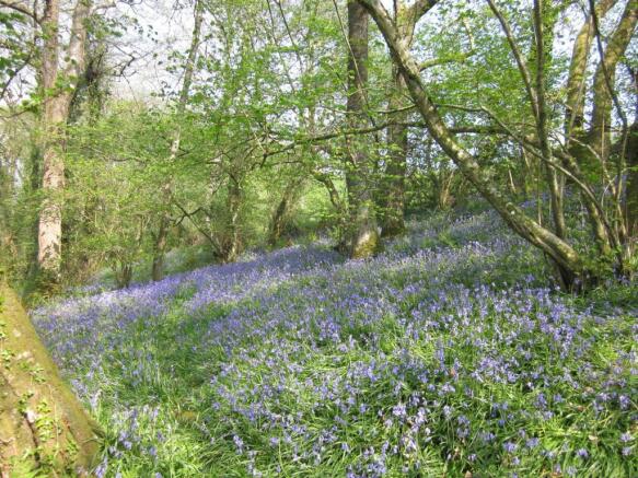 Bluebell Wood