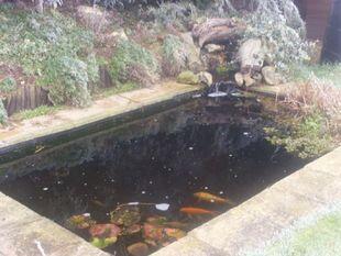 Rear Garden Pond