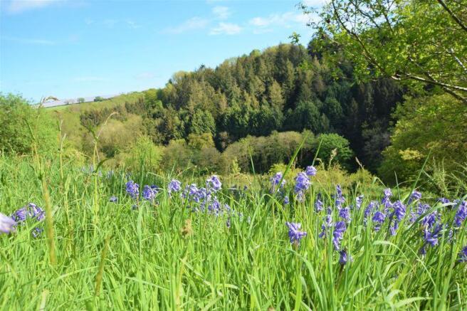 Bluebells