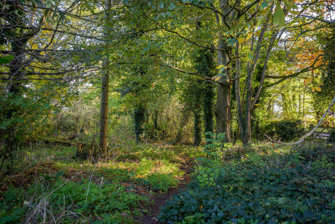 Woodland 
