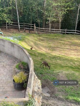 Back Garden
