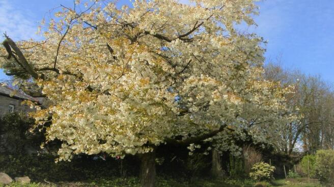 Cherry Tree in Bl...