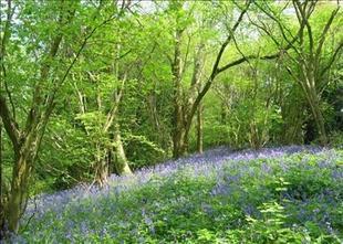 Bluebell Wood