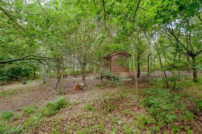 Woodland & Chickens