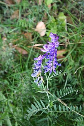 Wild flowers 1