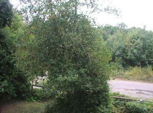 View From Bedroom 1