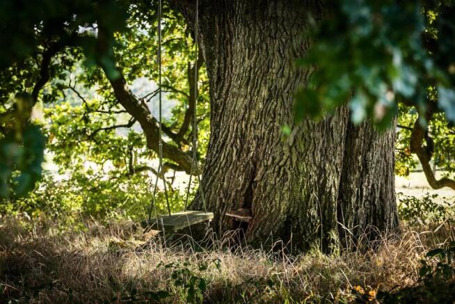 house. estate agent Rudgwick tree