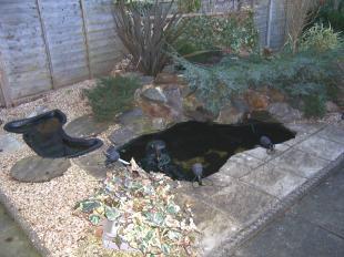 Pond
