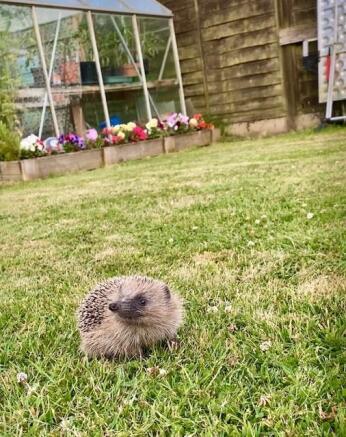 Hedgehog pic.jpg