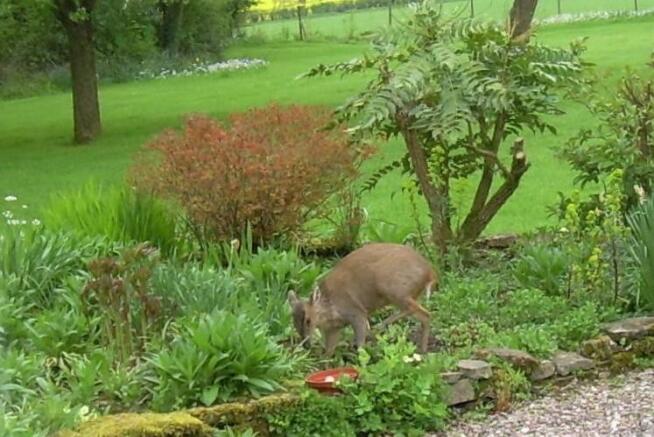 Deer visiting