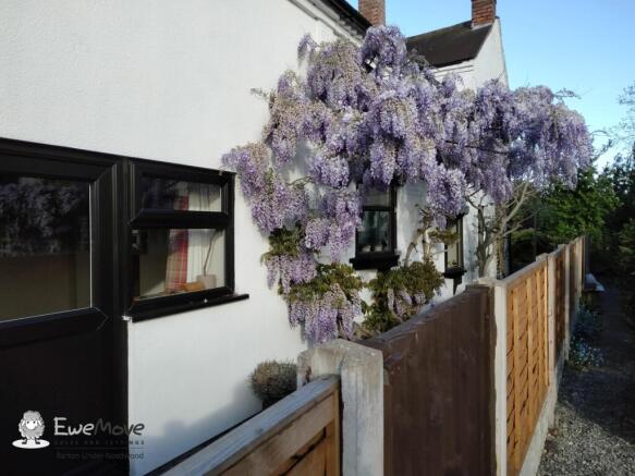 Wisteria