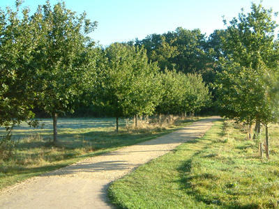Local Park