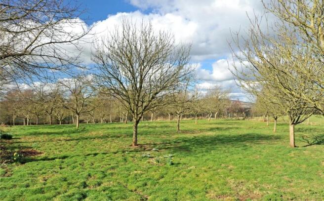 Orchard View