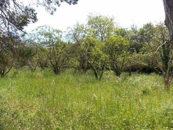 Wild Orchard Walks