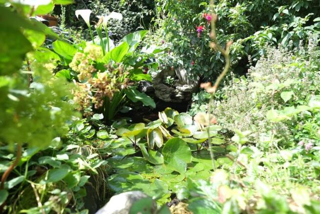 Lilly Pond