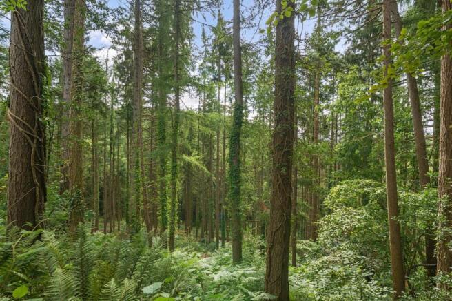 Marley Wood