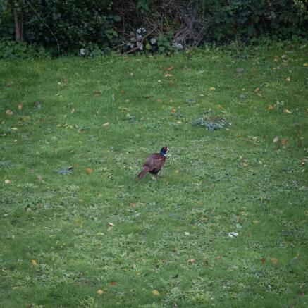 Garden Wildlife