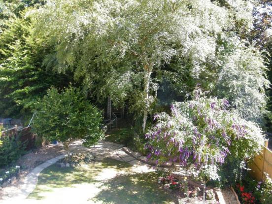 Mature Planting