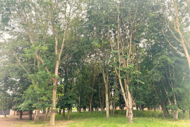 surrounding views