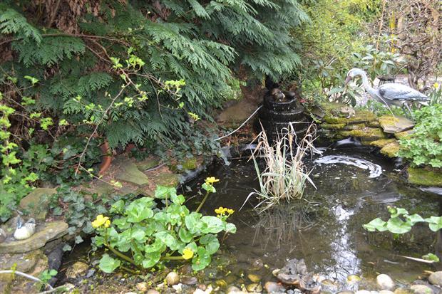 GARDEN POND