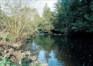 Stream