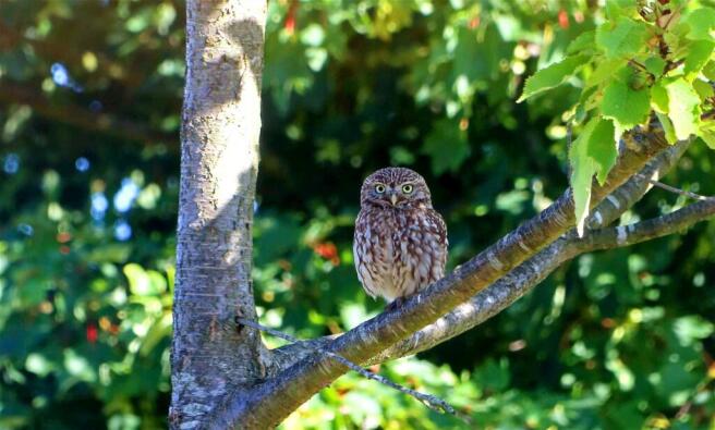 Local Visitor
