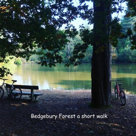 Forest Nearby