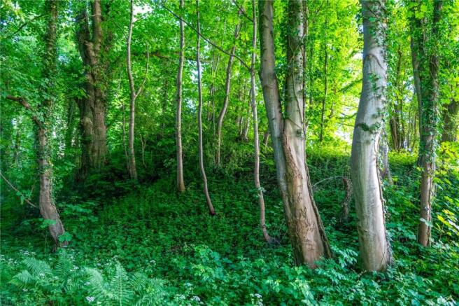 Woodland