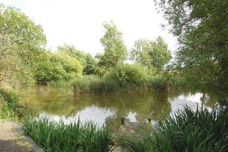 Pond