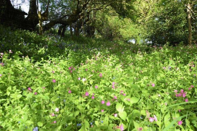 Wildflower meadow