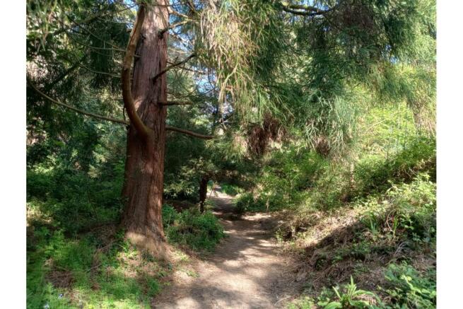 Woodland