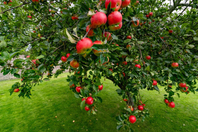Apple Tree